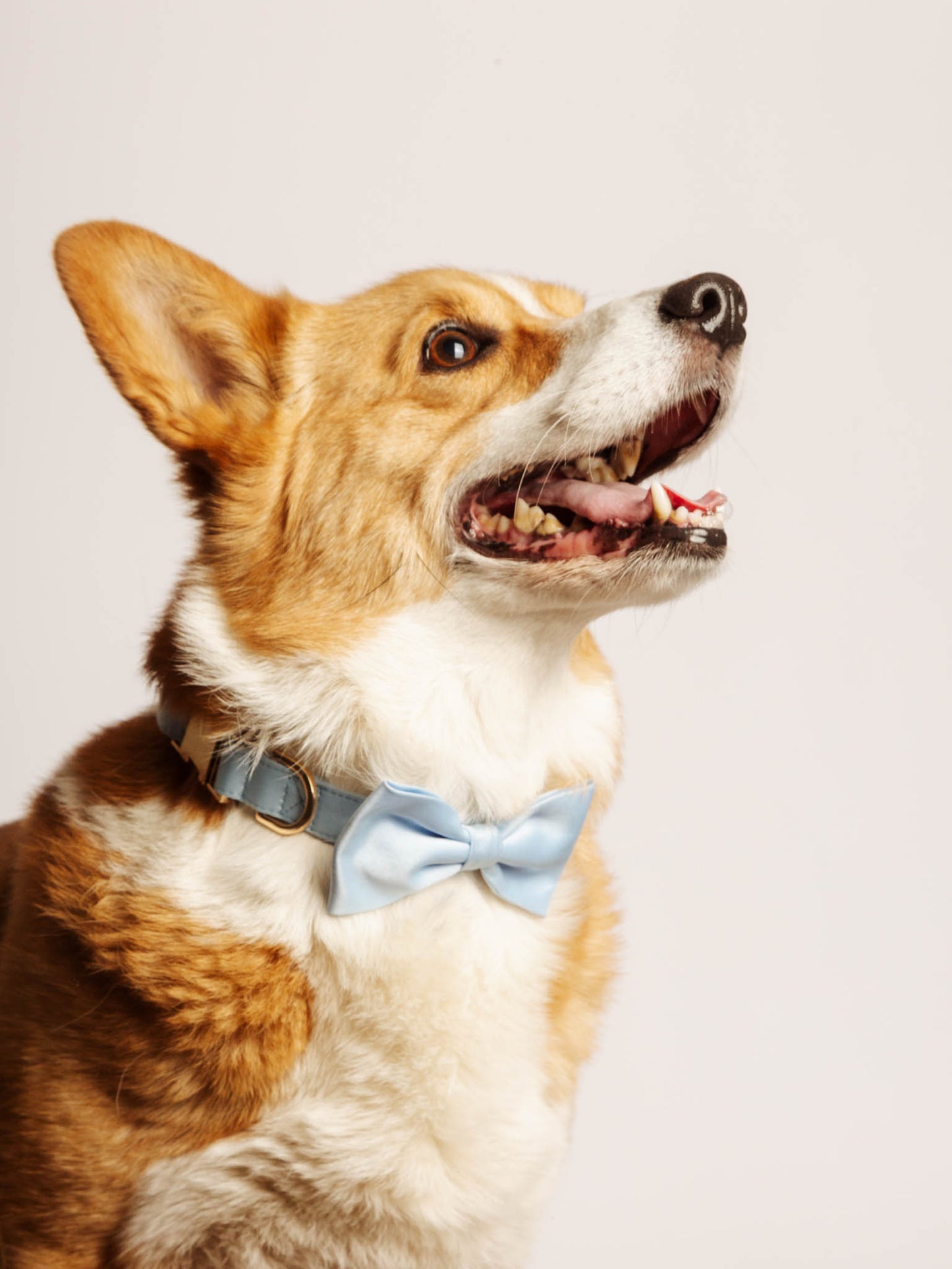 *EN STOCK MAINTENANT* L'arc pour animaux de compagnie Bestie en Bestie Blue