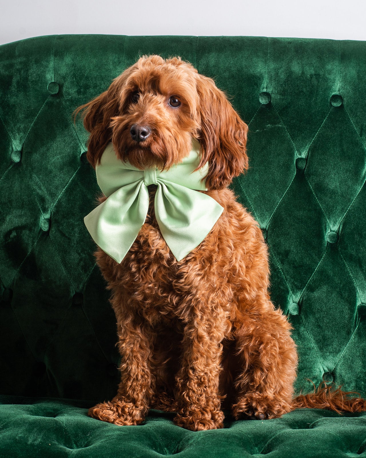 FINAL SALE The Bestie Pet Bow in Persephone Green - IN STOCK NOW