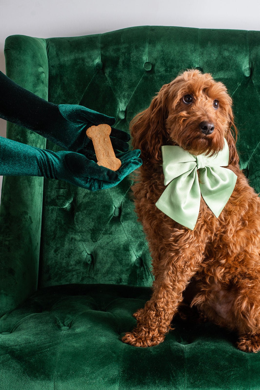 *IN STOCK NOW* The Bestie Pet Bow in Persephone Green